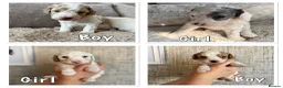 Cavapoo dogs for sale: Ready Now extensively health tested cavapoo - Advert 12