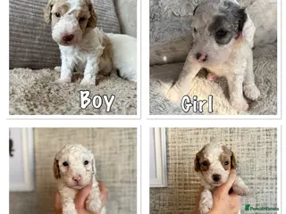 Cavapoo dogs Stunning extensively health tested cavapoo pups - Advert 1