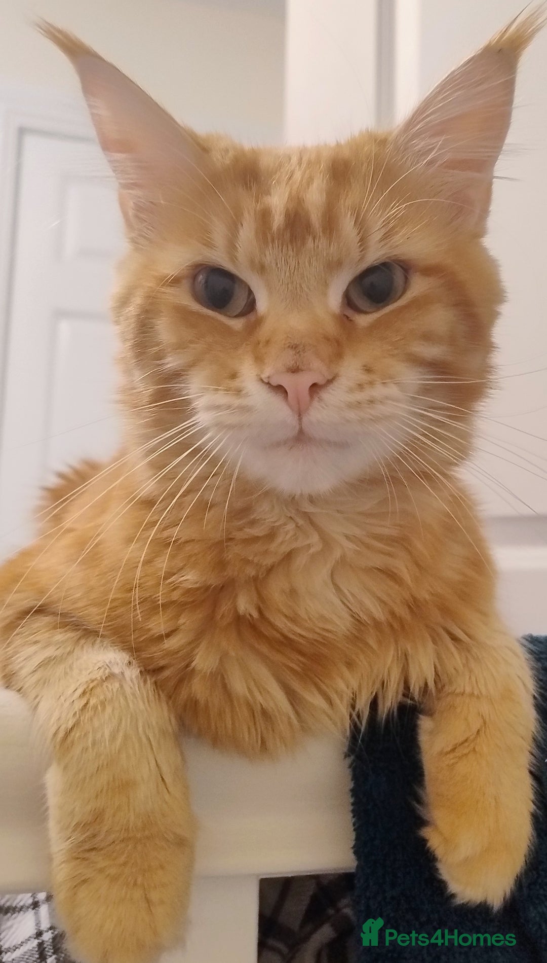 Maine Coon cats for sale: LAST 2! Ginger Girl & Boy full Maine Coon Kittens - Advert 12