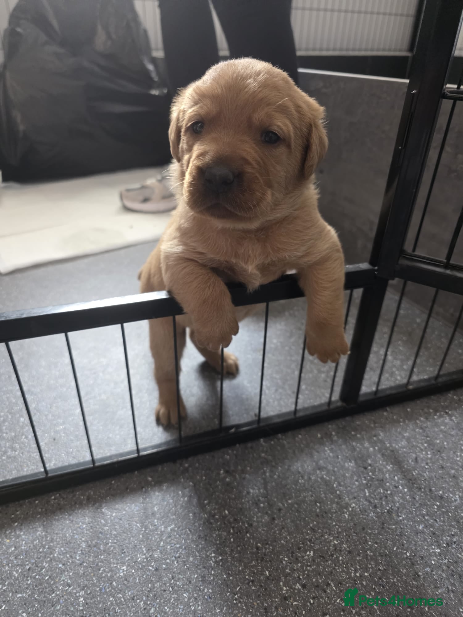 Labrador Retriever dogs Foxy Red Labrador Puppies - Advert 11