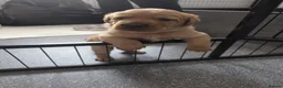 Labrador Retriever dogs for sale: Foxy Red Labrador Puppies - Advert 2