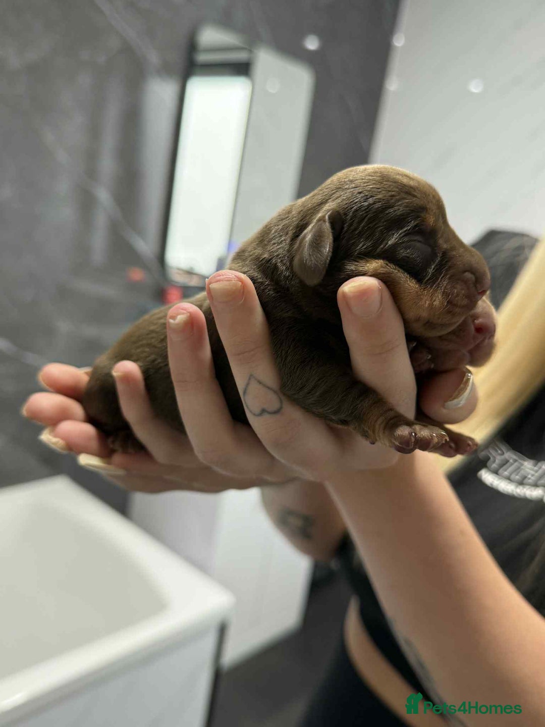 Miniature Dachshund dogs for sale: Miniature dachshund  - Advert 3