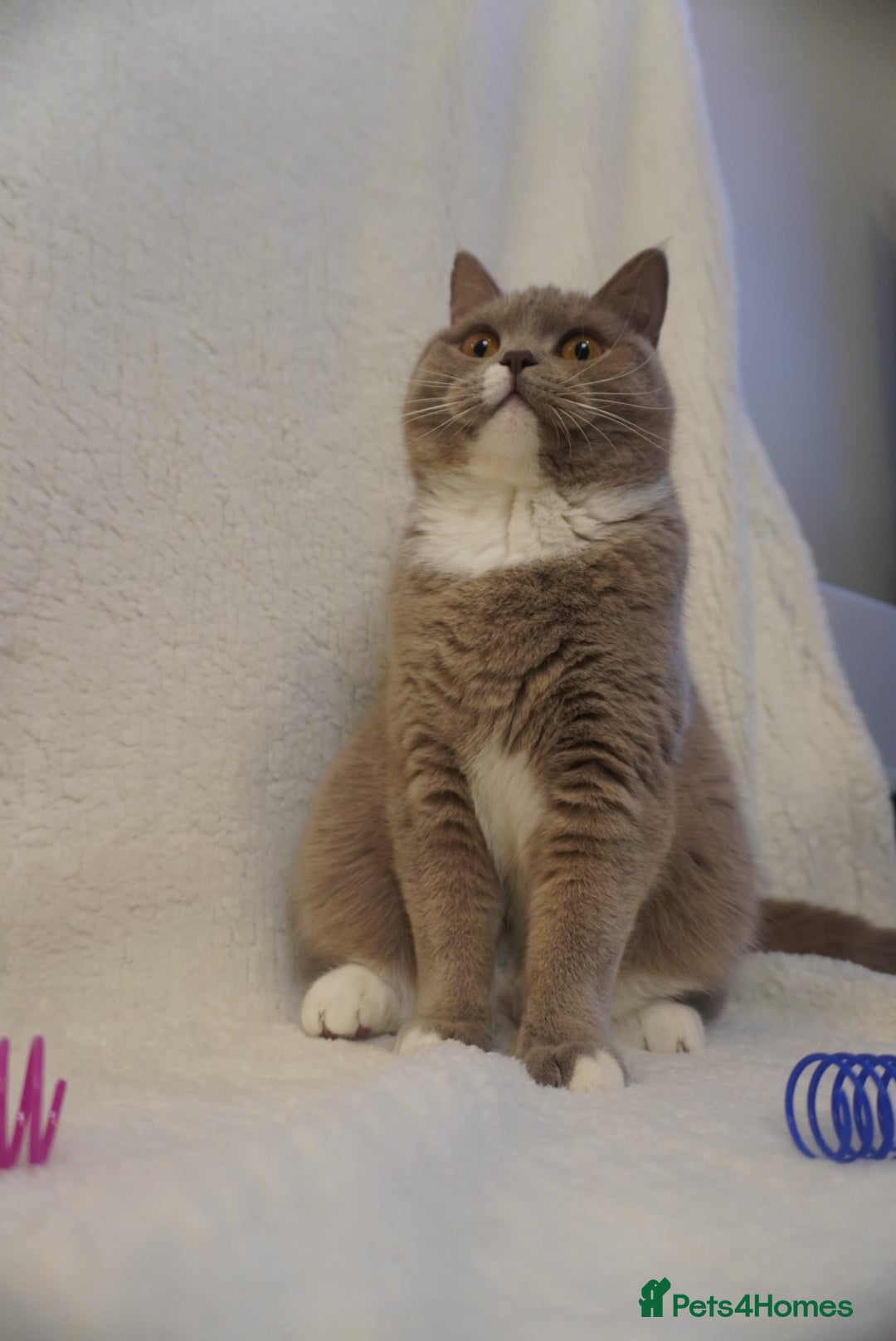 British Shorthair cats for sale: Britishshort hair and a tabby  - Advert 2