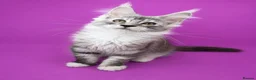 Maine Coon cats for sale: Maine Coon Kittens – Giant Bloodlines | Tica Reg. - Advert 9