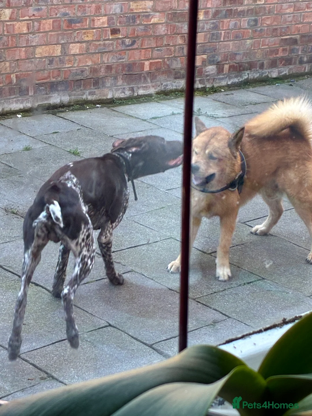 German Shorthaired Pointer dogs for sale: Percy - Advert 4