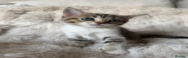 British Shorthair 1