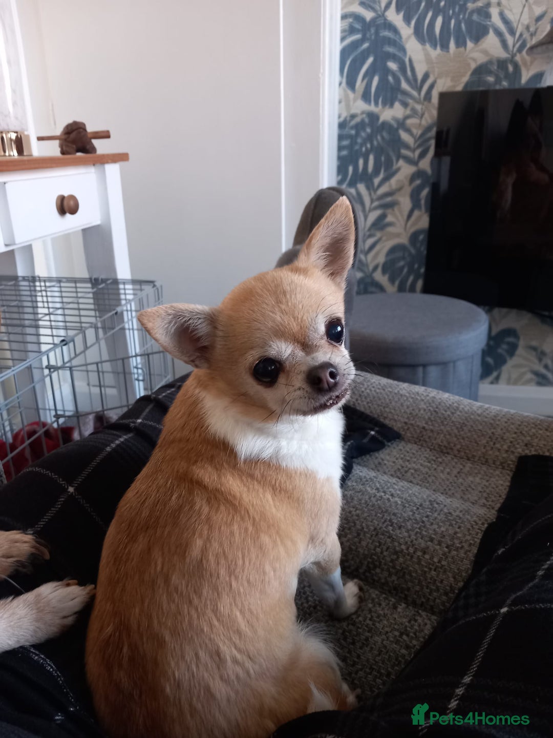 Chihuahua dogs for sale: 2 female chihuahuas - Image 2