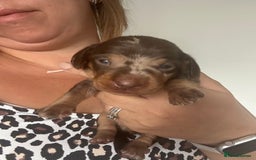 Miniature Dachshund dogs for sale: Smooth haired Miniature Dachshund - Image 20