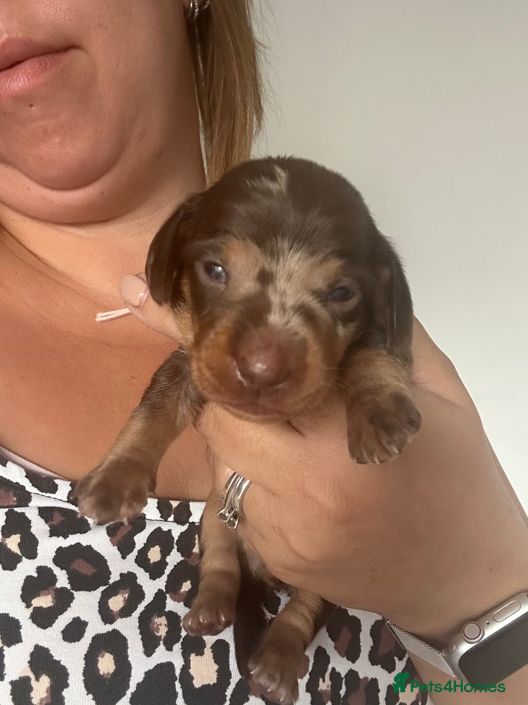 Miniature Dachshund dogs for sale: Smooth haired Miniature Dachshund - Image 20