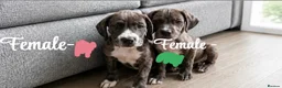 Mixed Breed dogs for sale: Gorgeous pups READY TO LEAVE!!!!  - Advert 4
