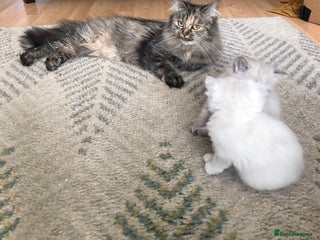 Siberian cats for sale - Advert 1