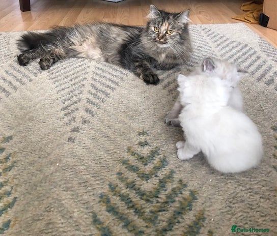 Siberian cats - Advert 1