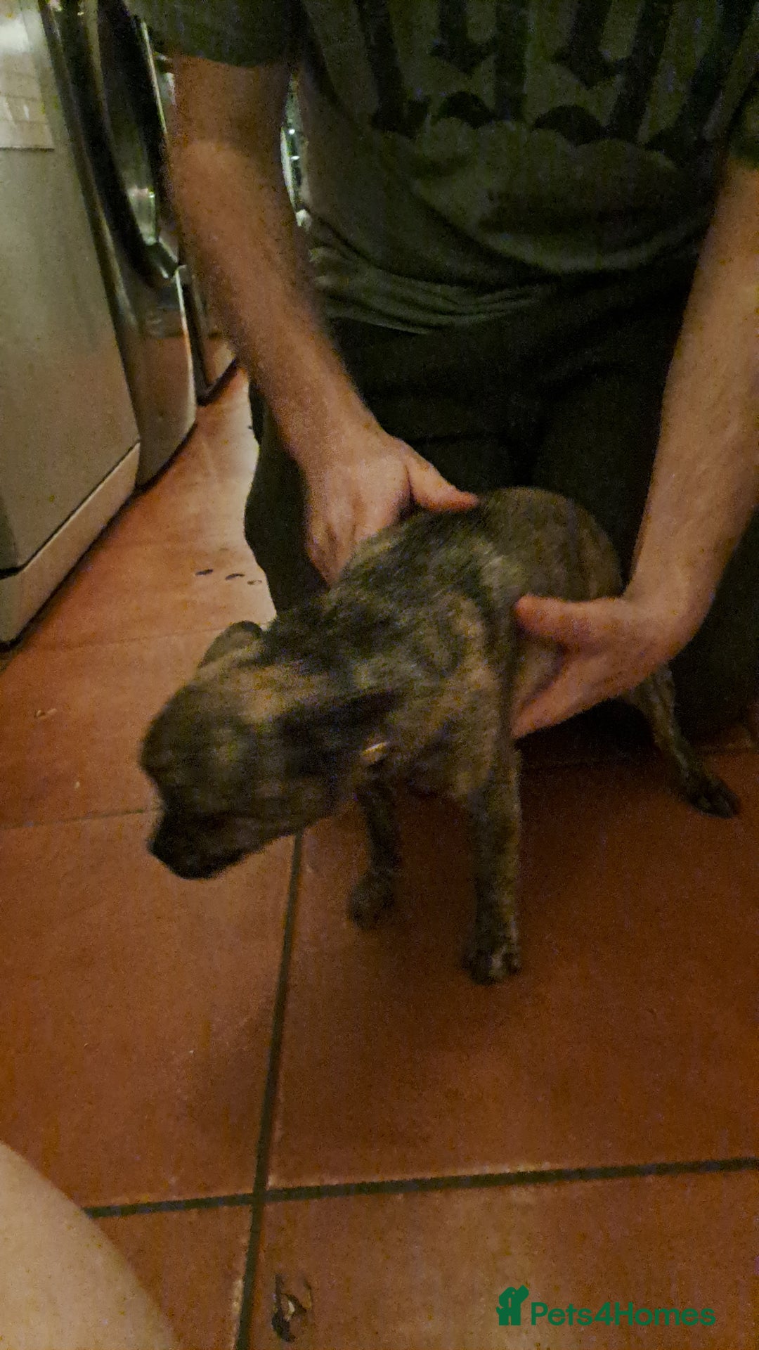 Mixed Breed dogs for sale: Frenchie x chihuahua x2.females. 7 months old. - Advert 8