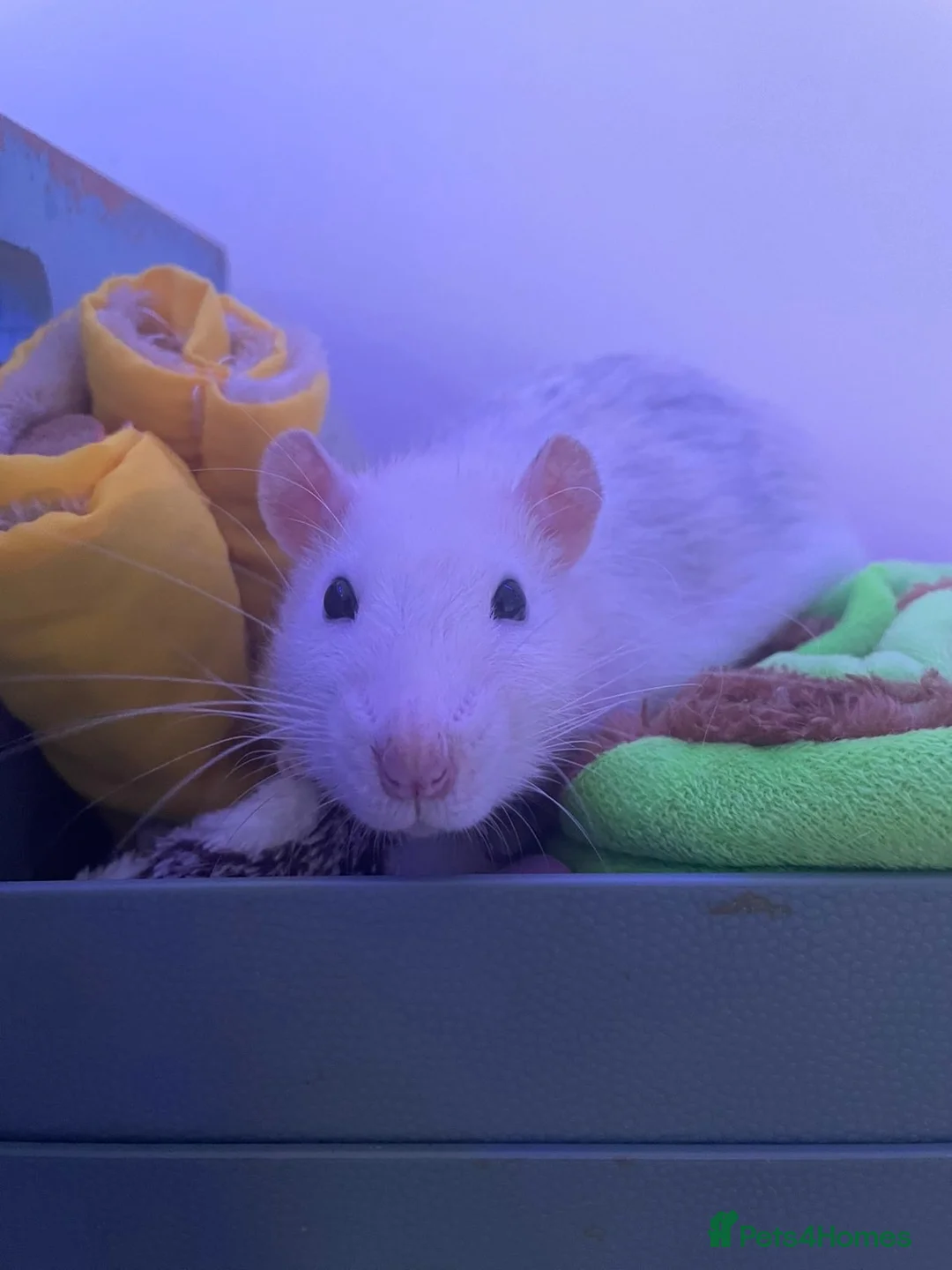 Rat rodents for sale: 2 male rats for sale  in Manchester - Advert 6