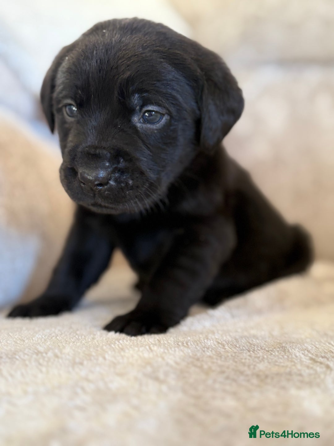 Labrador Retriever dogs for sale: Stunning Labrador puppies - Advert 7