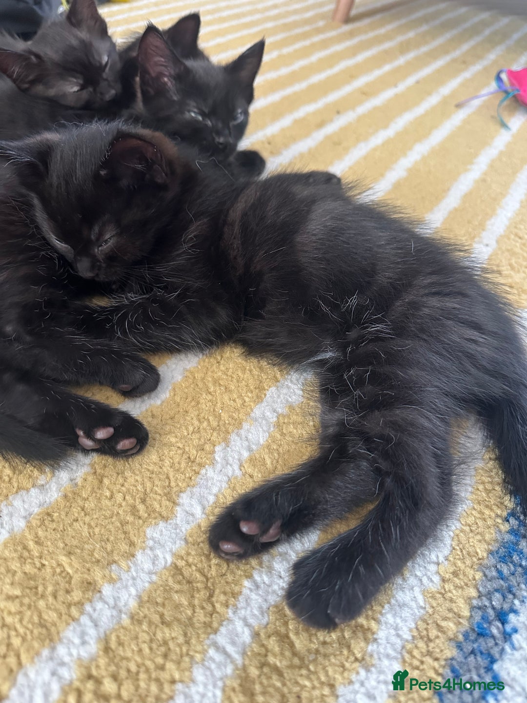 Mixed Breed cats for sale: Mixed breed kittens.  - Image 8