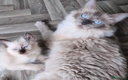 Ragdoll cats for sale: Beautiful Ragdolls Parents health tested 💖 - Image 7