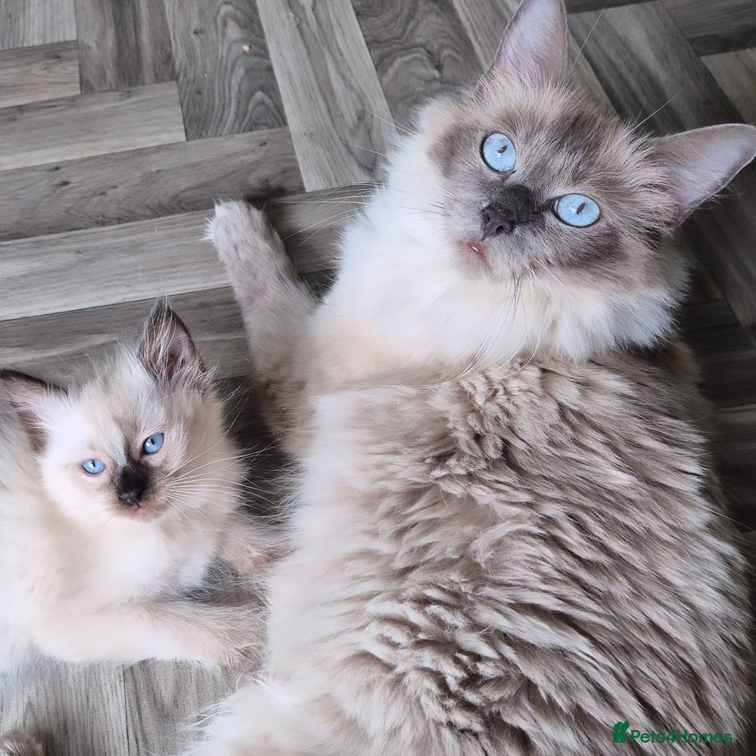 Ragdoll cats for sale: Beautiful Ragdolls Parents health tested 💖 - Image 7