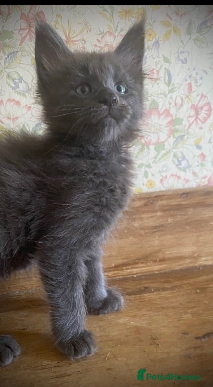 Maine Coon cats Full Maine Coon Russian Maine coon Kittens Males  - Advert 2