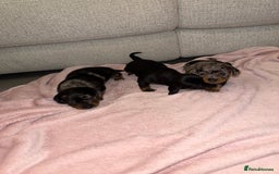 Dachshund dogs for sale: Female Merle and Female Black & Tan Dachshund  - Image 13