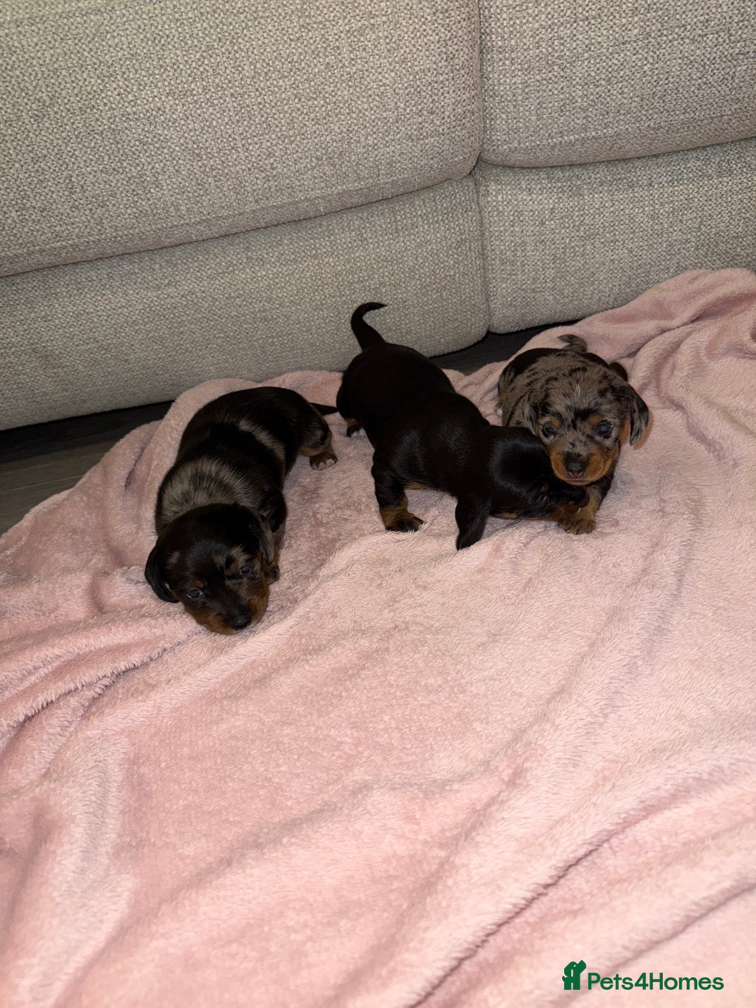 Dachshund dogs for sale: Female Merle and Female Black & Tan Dachshund  - Image 13