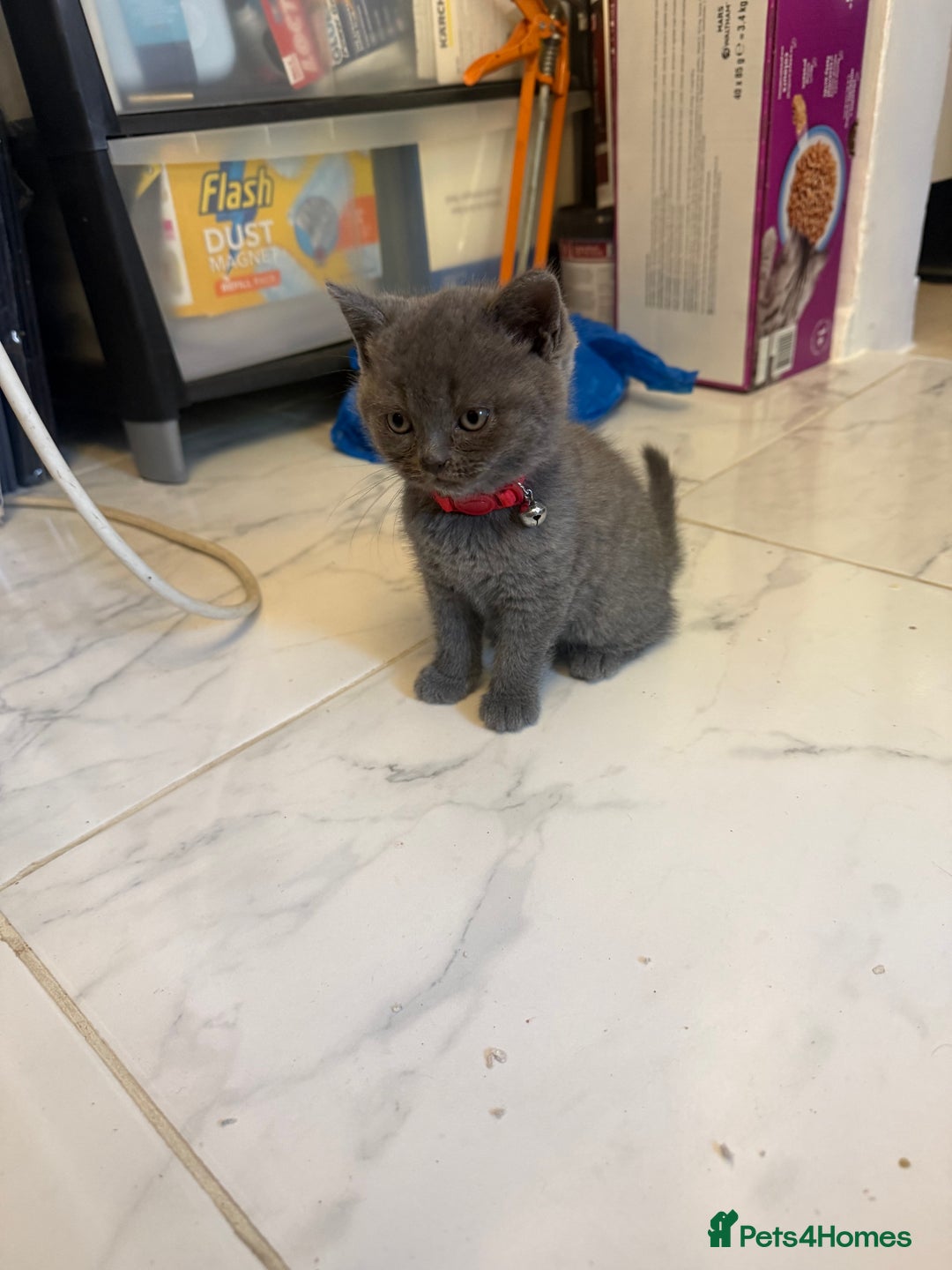 British Shorthair cats for sale: British short hair kittens  - Advert 10