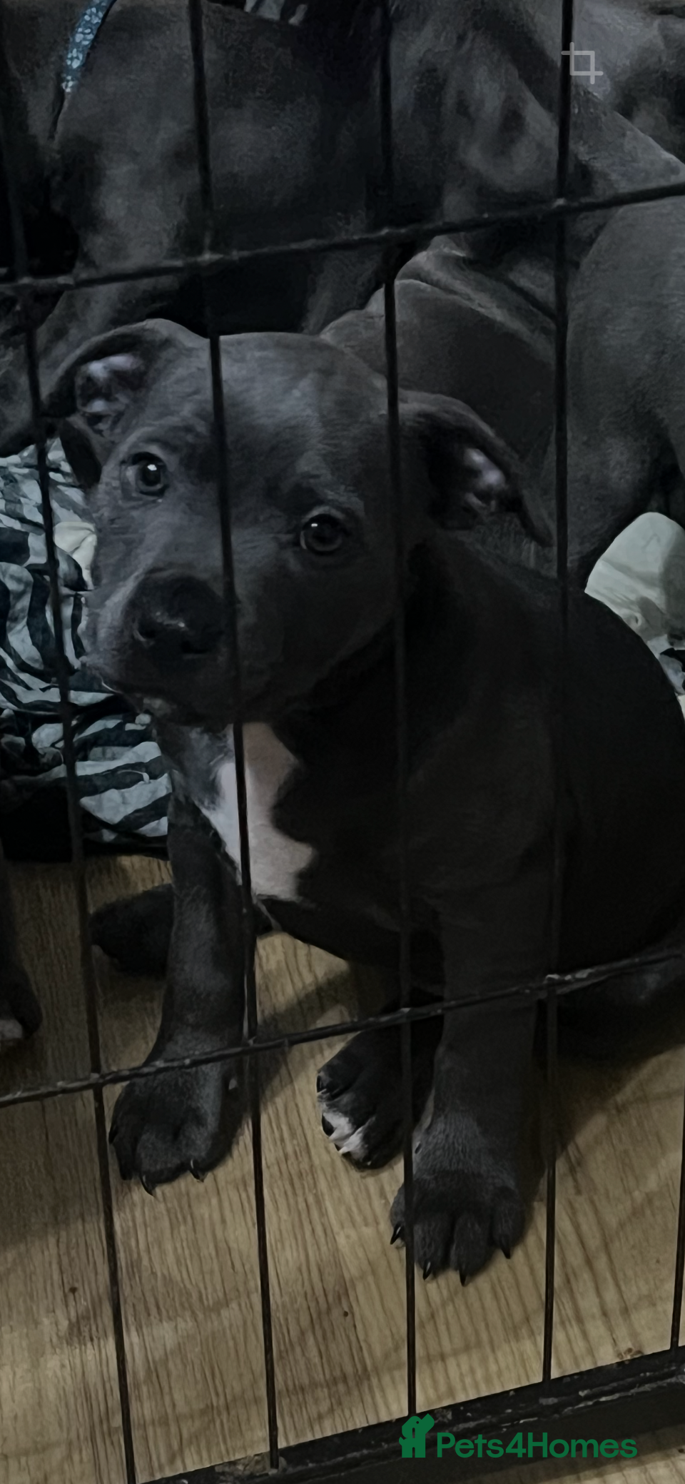 Staffordshire Bull Terrier dogs Stunning stocky blue Staffordshirebull terrier  - Advert 2