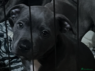 Staffordshire Bull Terrier dogs Stunning stocky blue Staffordshirebull terrier - Advert 2