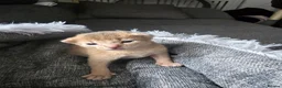 Abyssinian cats for sale: Adorable  Abyssinian  male for sale - Advert 12