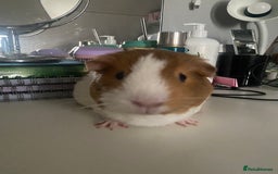 Guinea Pig rodents for sale: Two female guinea pigs - Image 5