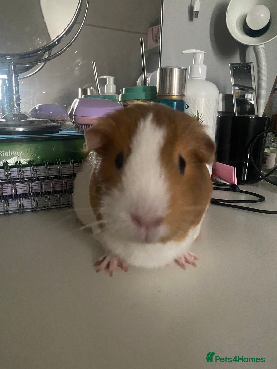 Guinea Pig rodents for sale: Two female guinea pigs - Image 5