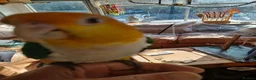 Parrots birds for sale: Caiques hand rearedtrained to go everywhere with y - Advert 2