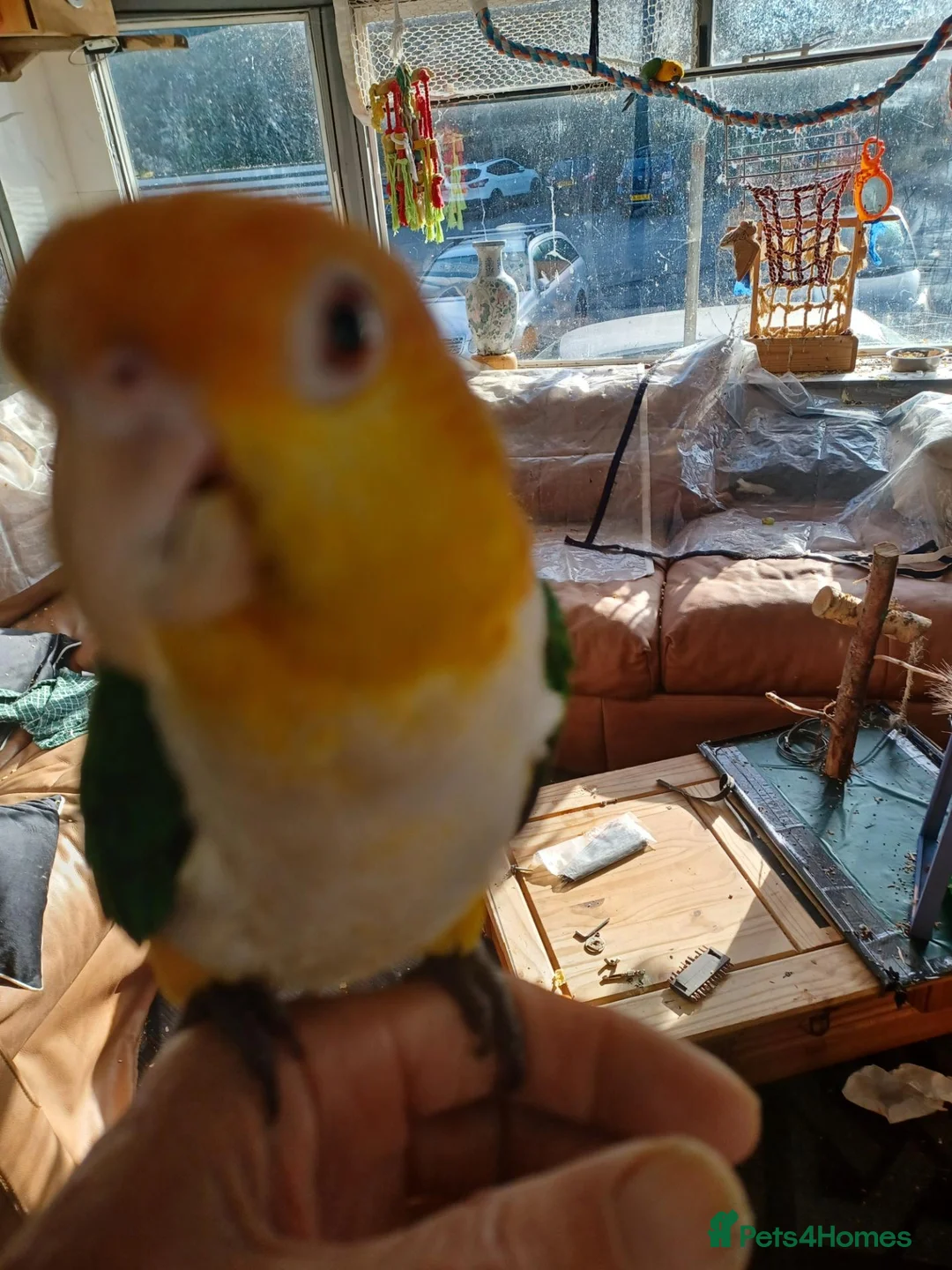 Parrots birds for sale: Caiques hand rearedtrained to go everywhere with y - Advert 2