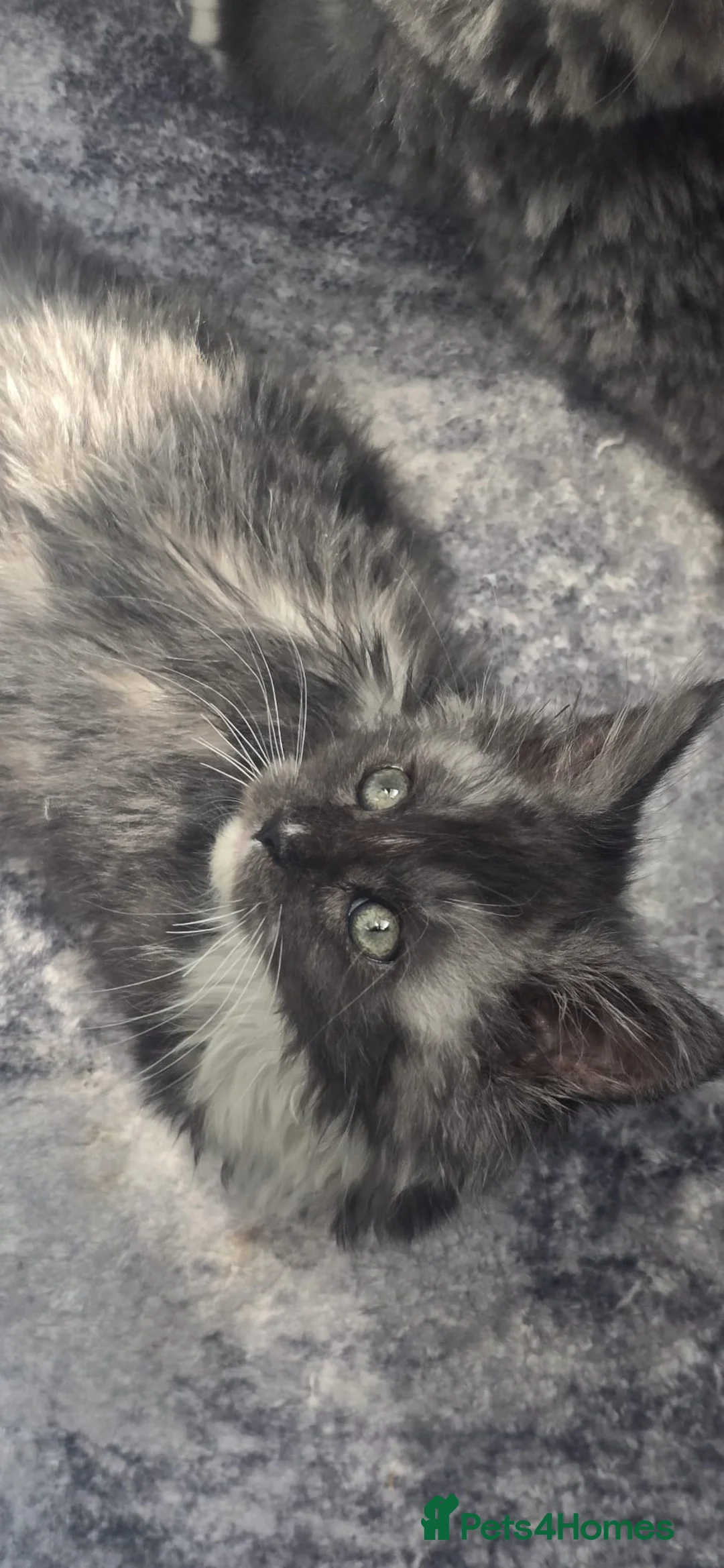 Maine Coon cats for sale: Pure breed female adorable Maine coon girl - Advert 2