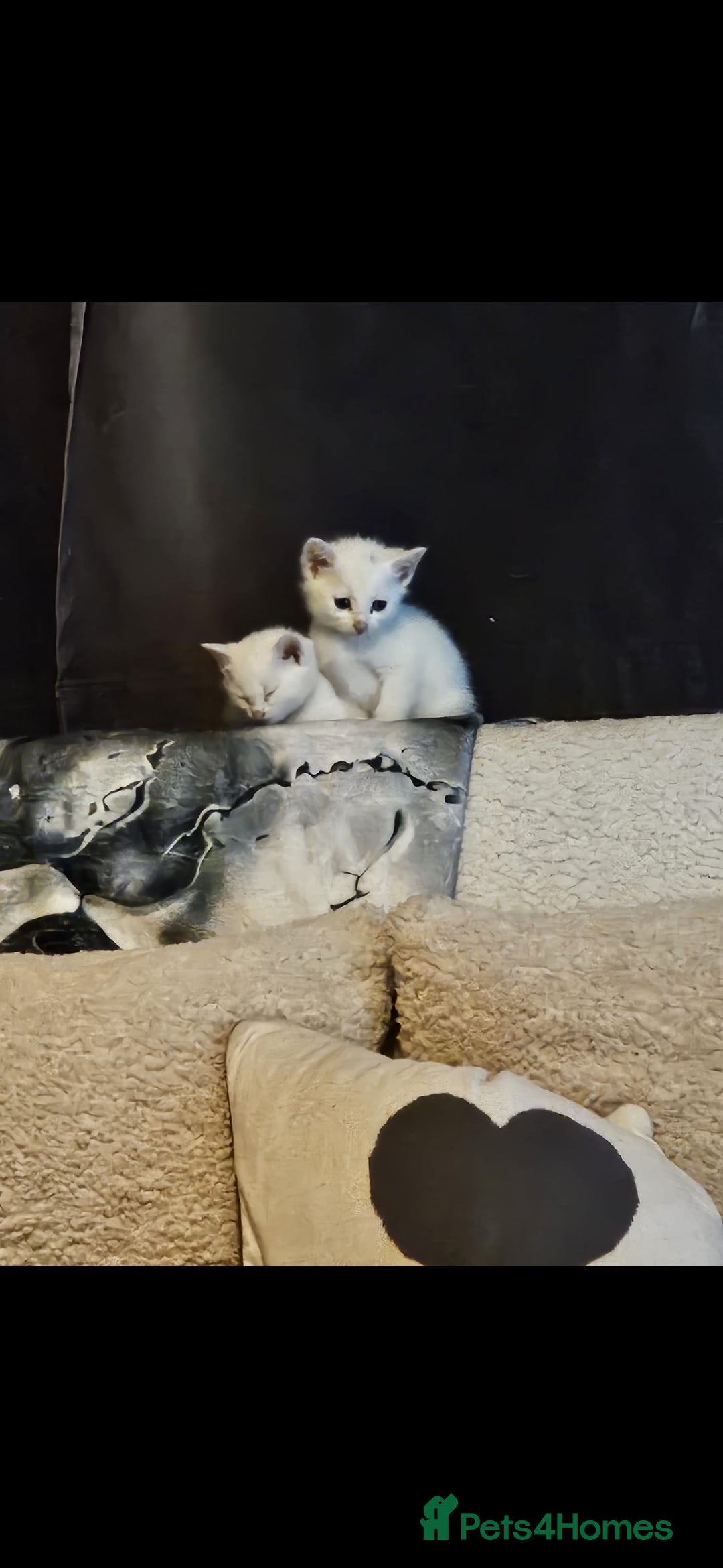 Mixed Breed cats for sale: Beautiful Siamese cross kittens - Advert 1