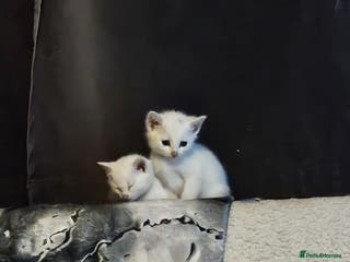 Mixed Breed cats Beautiful Siamese cross kittens - Advert 1