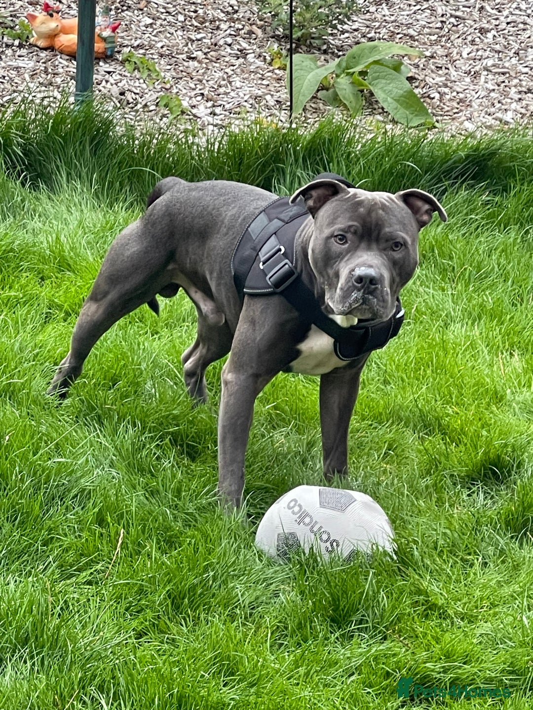 Staffordshire Bull Terrier dogs for sale: Dog looking for new home - Advert 10