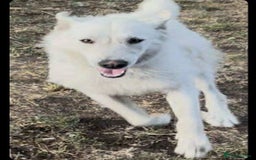 Mixed Breed dogs for adoption: Kia is looking for her forever home! - Image 4
