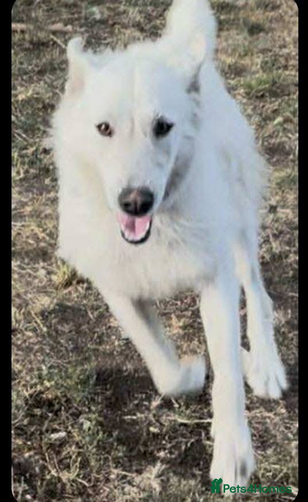 Mixed Breed dogs for adoption: Kia is looking for her forever home! - Image 4