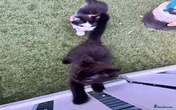 Mixed Breed cats for sale: Ragdoll x breed - Image 11