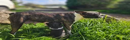 Boston Terrier dogs for sale: Two little cuties from our farm - Advert 6