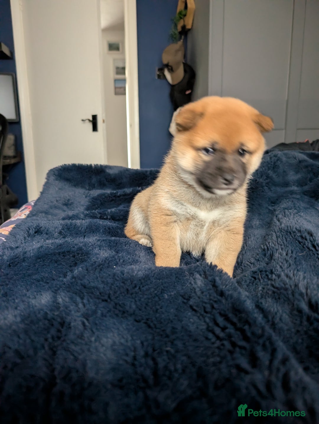 Japanese Shiba Inu dogs for sale: Lovely Shiba Inu Puppies, Last One Left - Advert 10