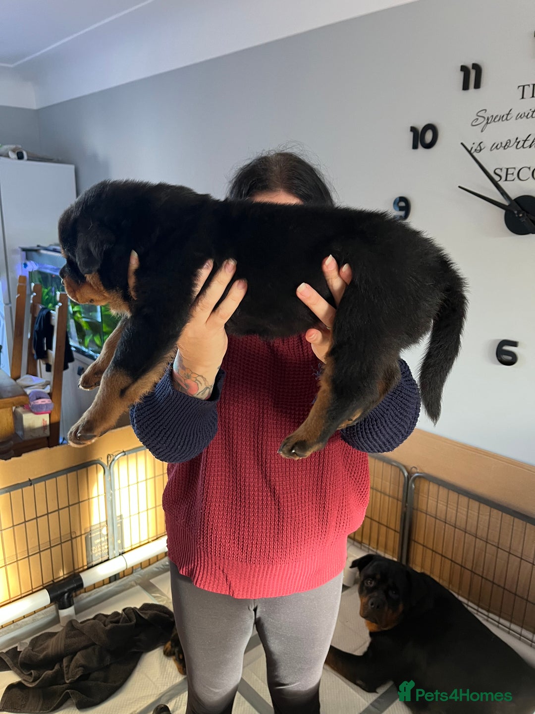 Rottweiler dogs for sale: Stunning KC registered Rottweiler pups  - Image 3