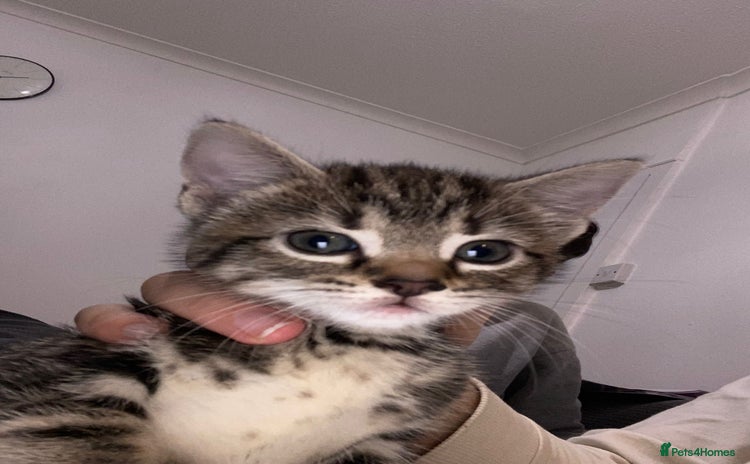 Domestic Shorthair cats Cats & Kittens  Ready to leave NOW - Advert 1