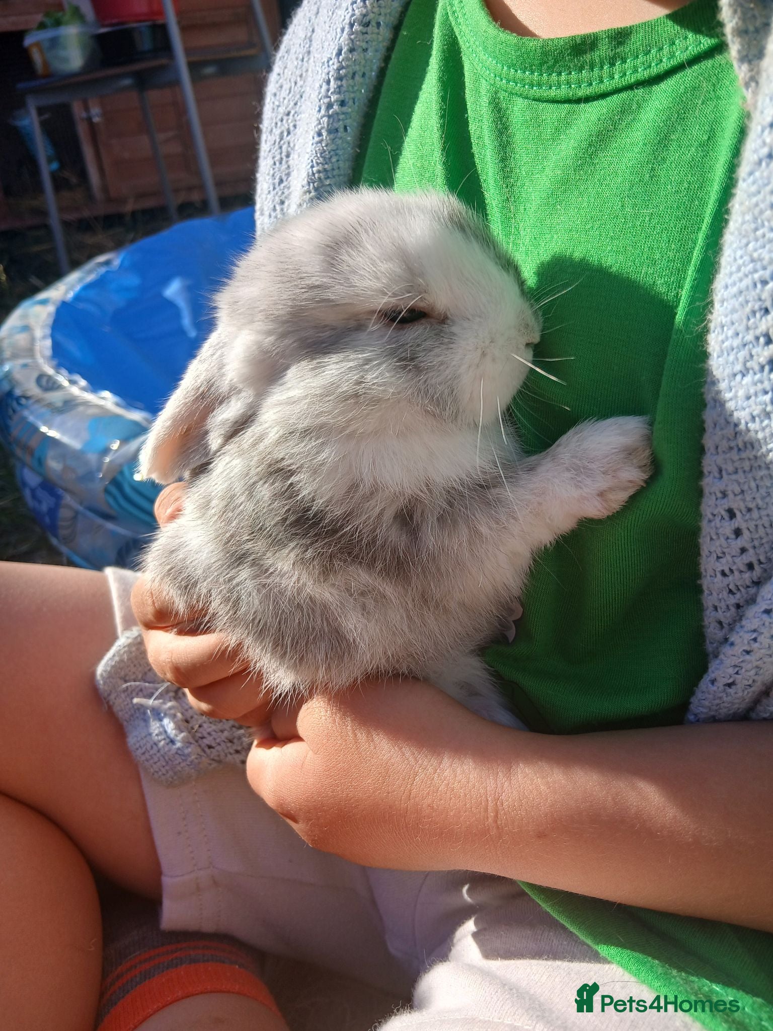 Mixed Breed rabbits Plush lop xmix breed  - Advert 21