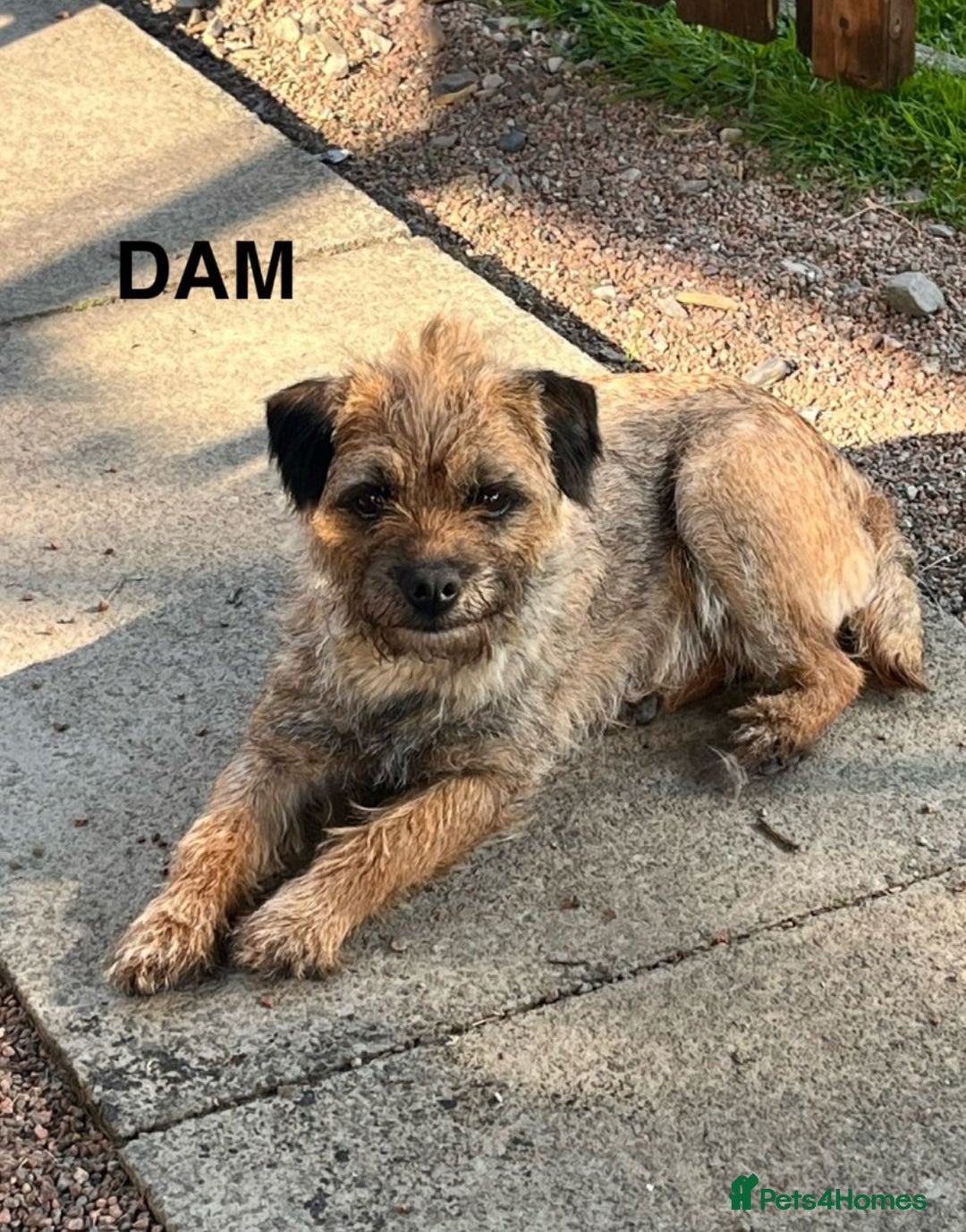 Border Terrier dogs for sale: KC reg border terrier looking for home - Advert 1