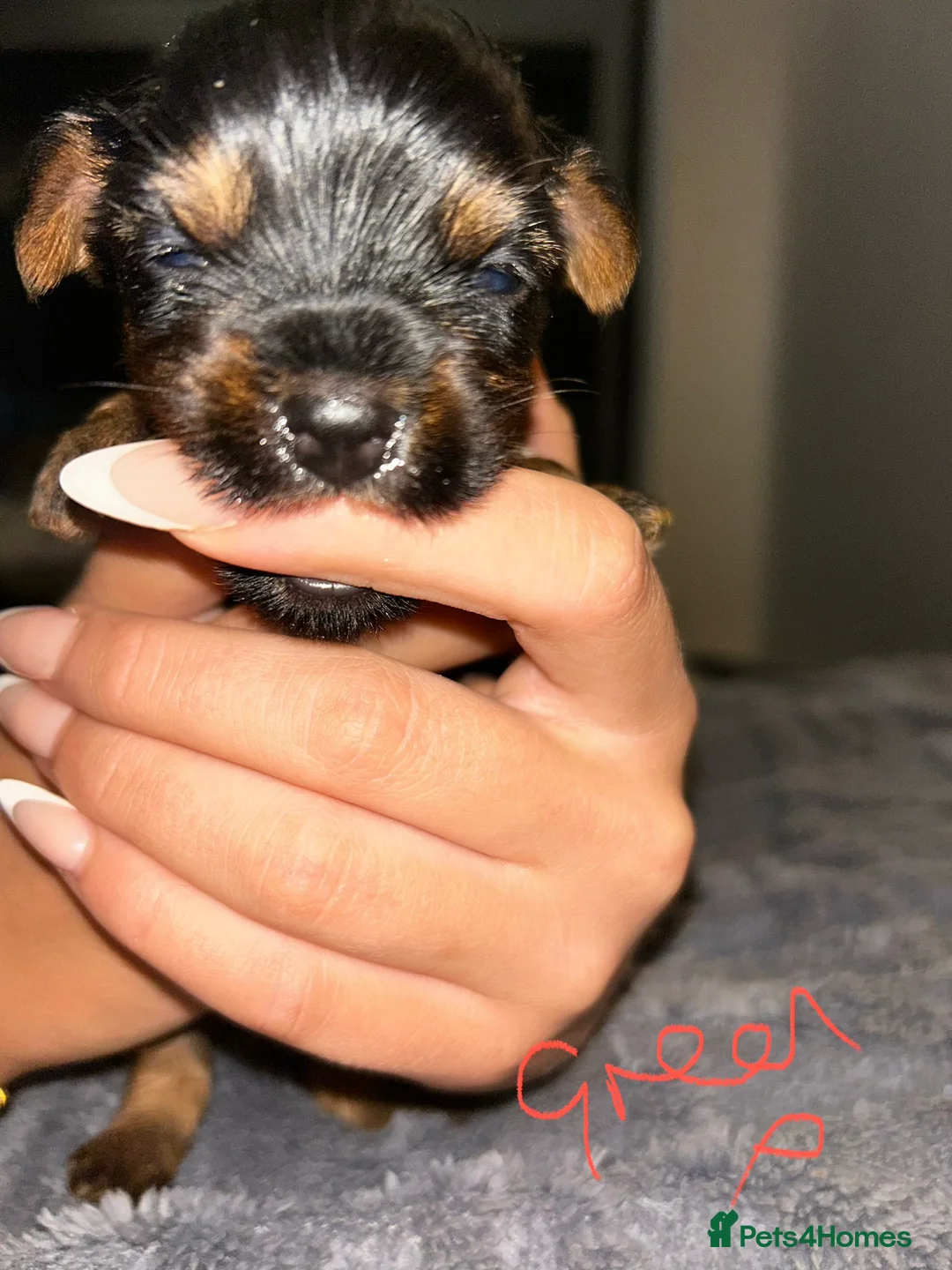Yorkshire Terrier dogs for sale: Yorkshire terrier puppies  - Advert 24
