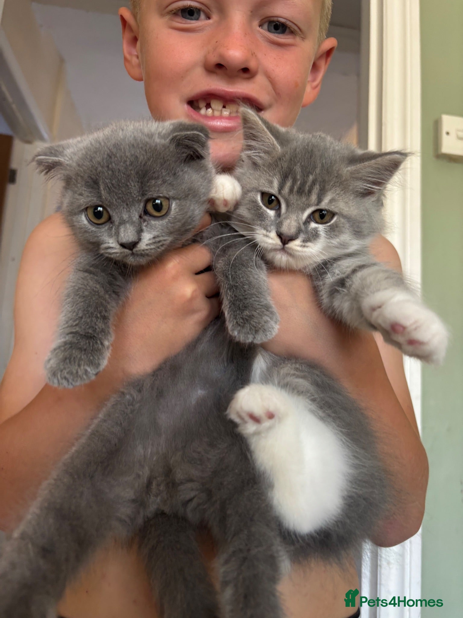 British Longhair cats Beautiful British Kittens 🐾  - Advert 14