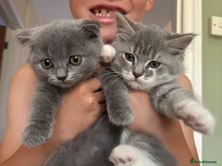 British Longhair cats Beautiful British Kittens 🐾 - Advert 14