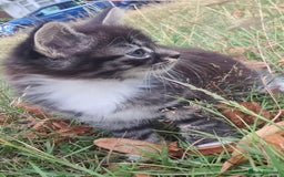 Siamese cats for sale: STUNNING FLUFFY LYNXPOINT CROSS KITTENS - Image 7